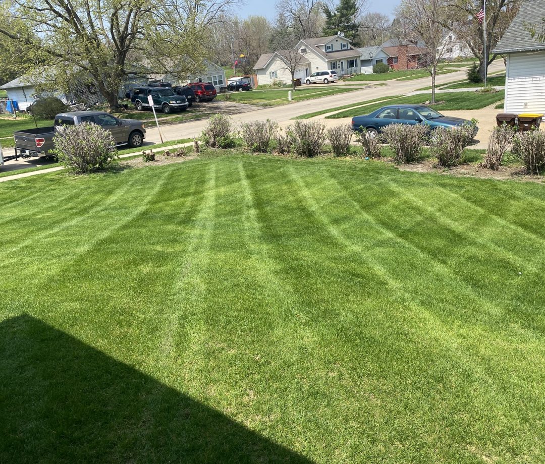 Chucks Back Lawn Nice Stripes